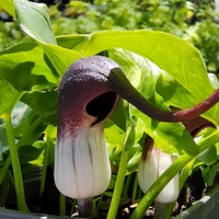 Arisarum proboscideum